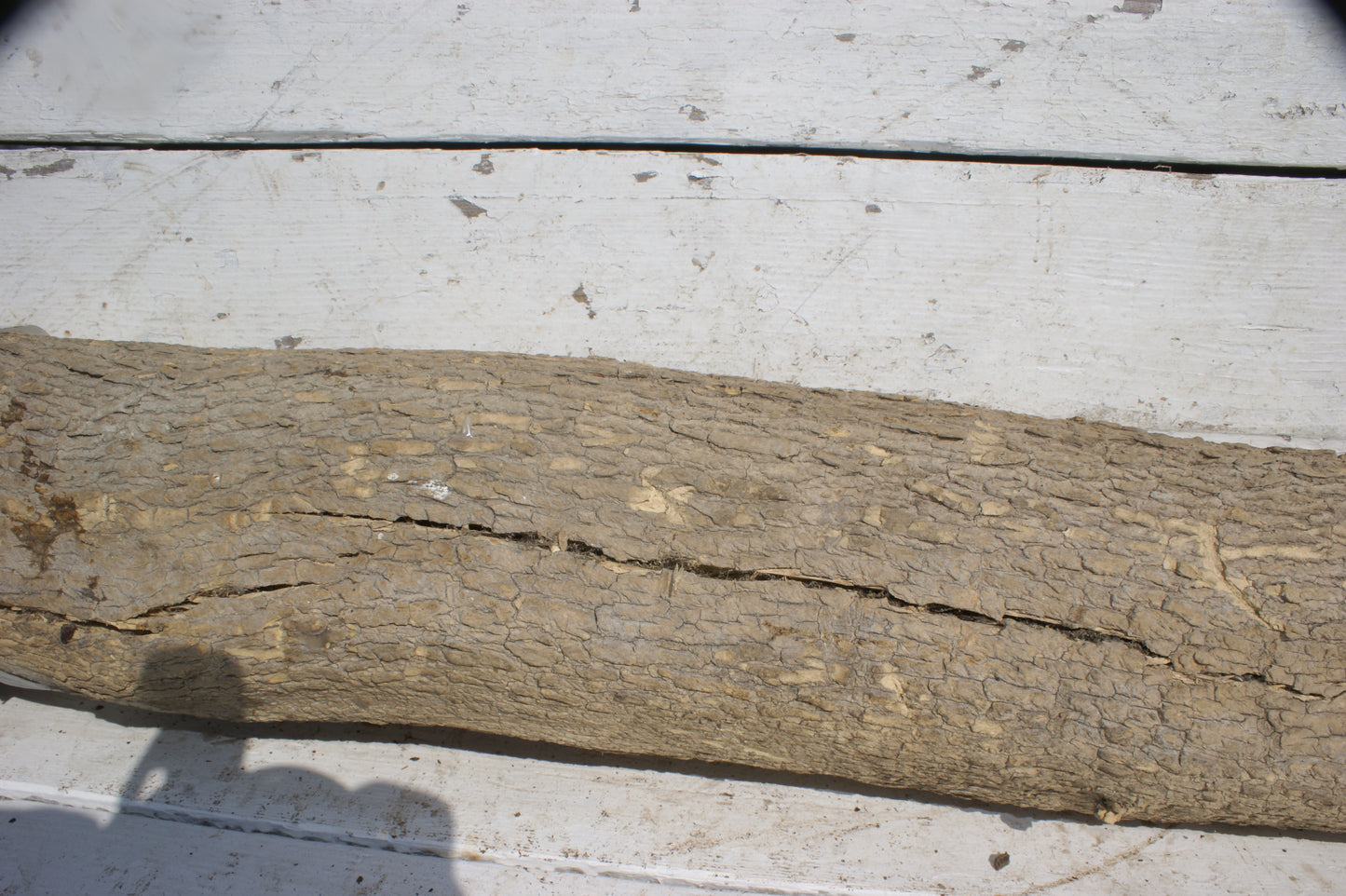 English box wood (535)