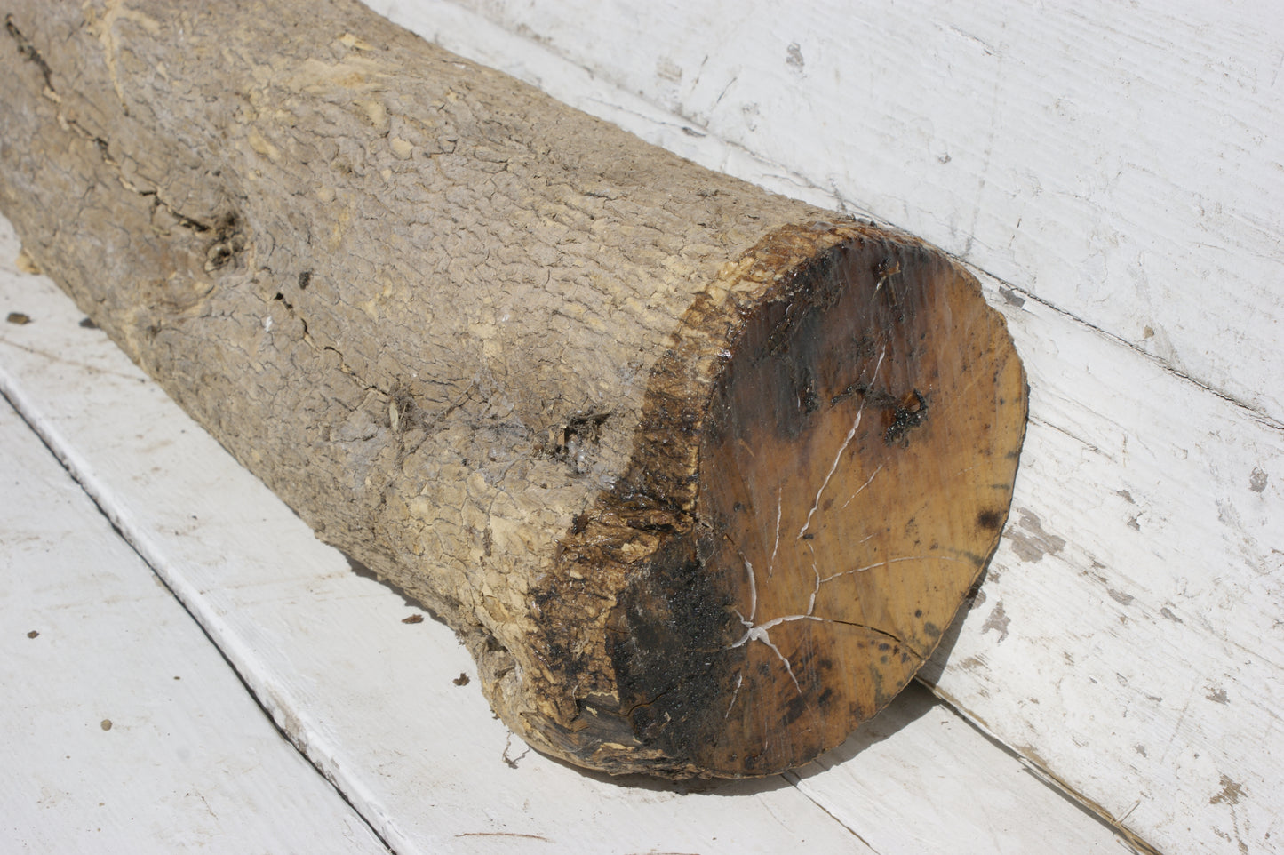 English box wood (535)
