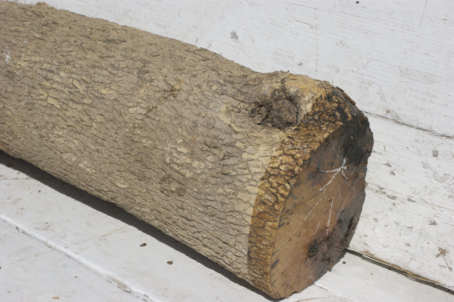 English box wood (535)