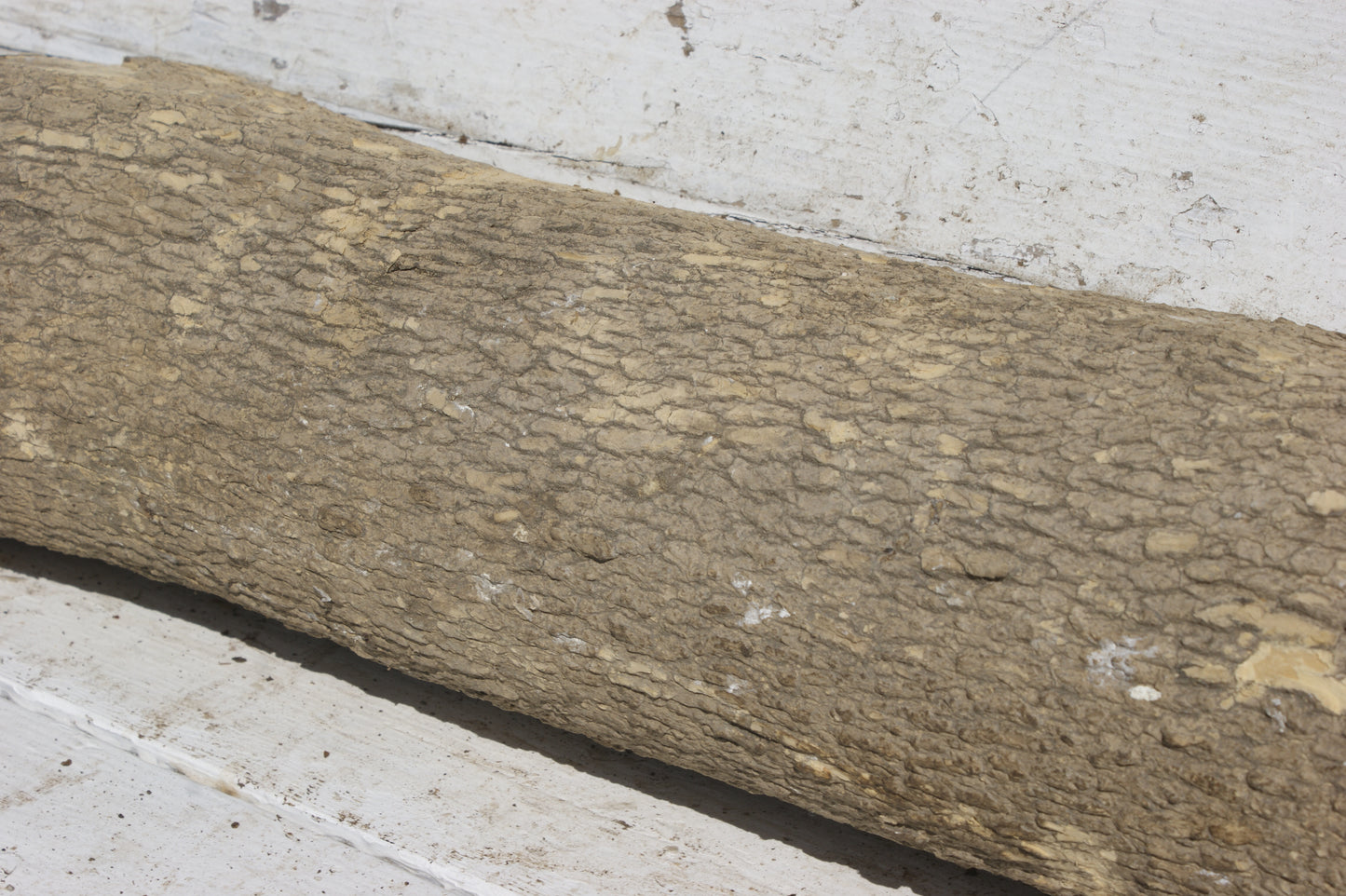 English box wood (535)