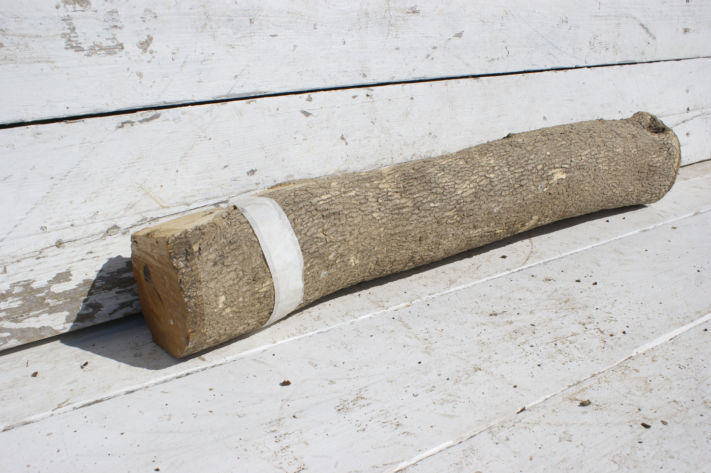 English box wood (535)