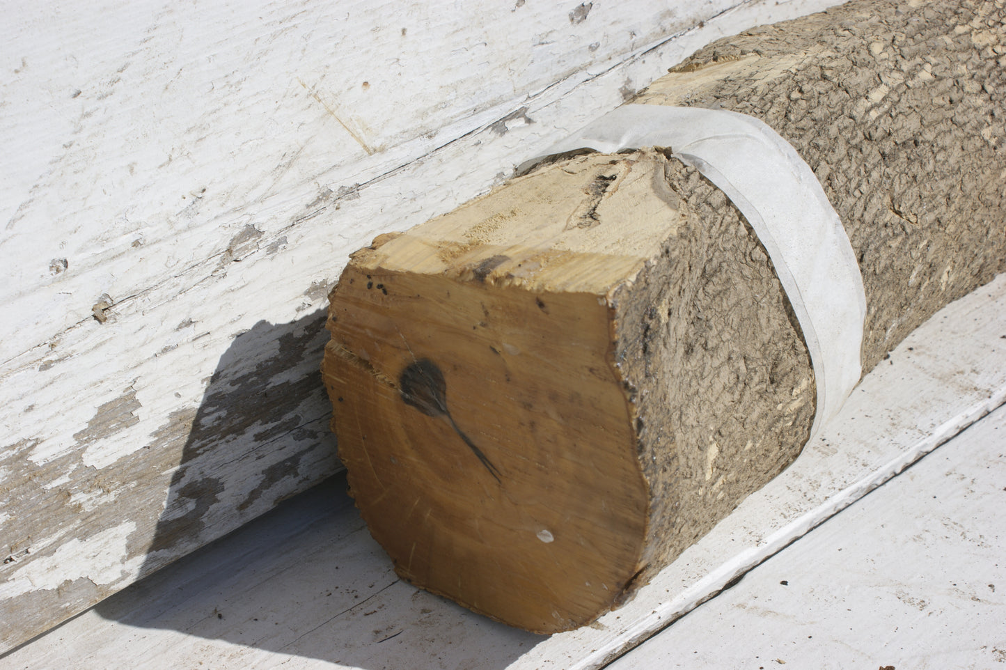 English box wood (535)