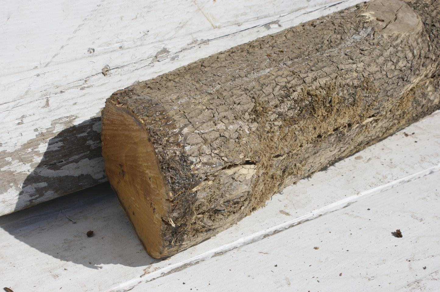English box wood (536)