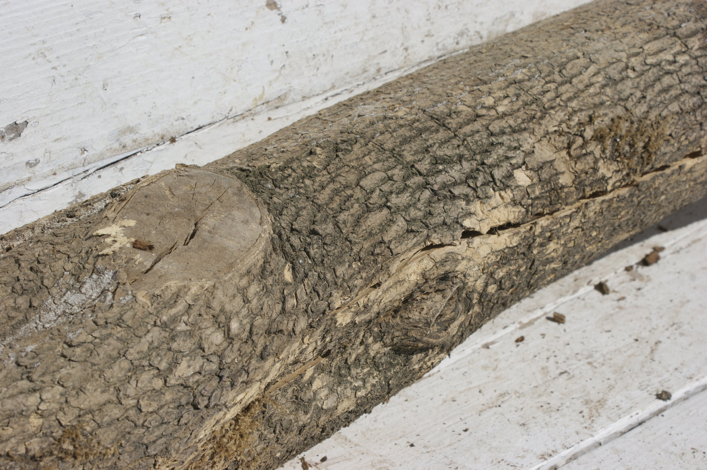 English box wood (536)