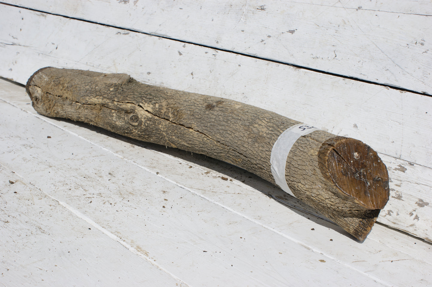 English box wood (536)