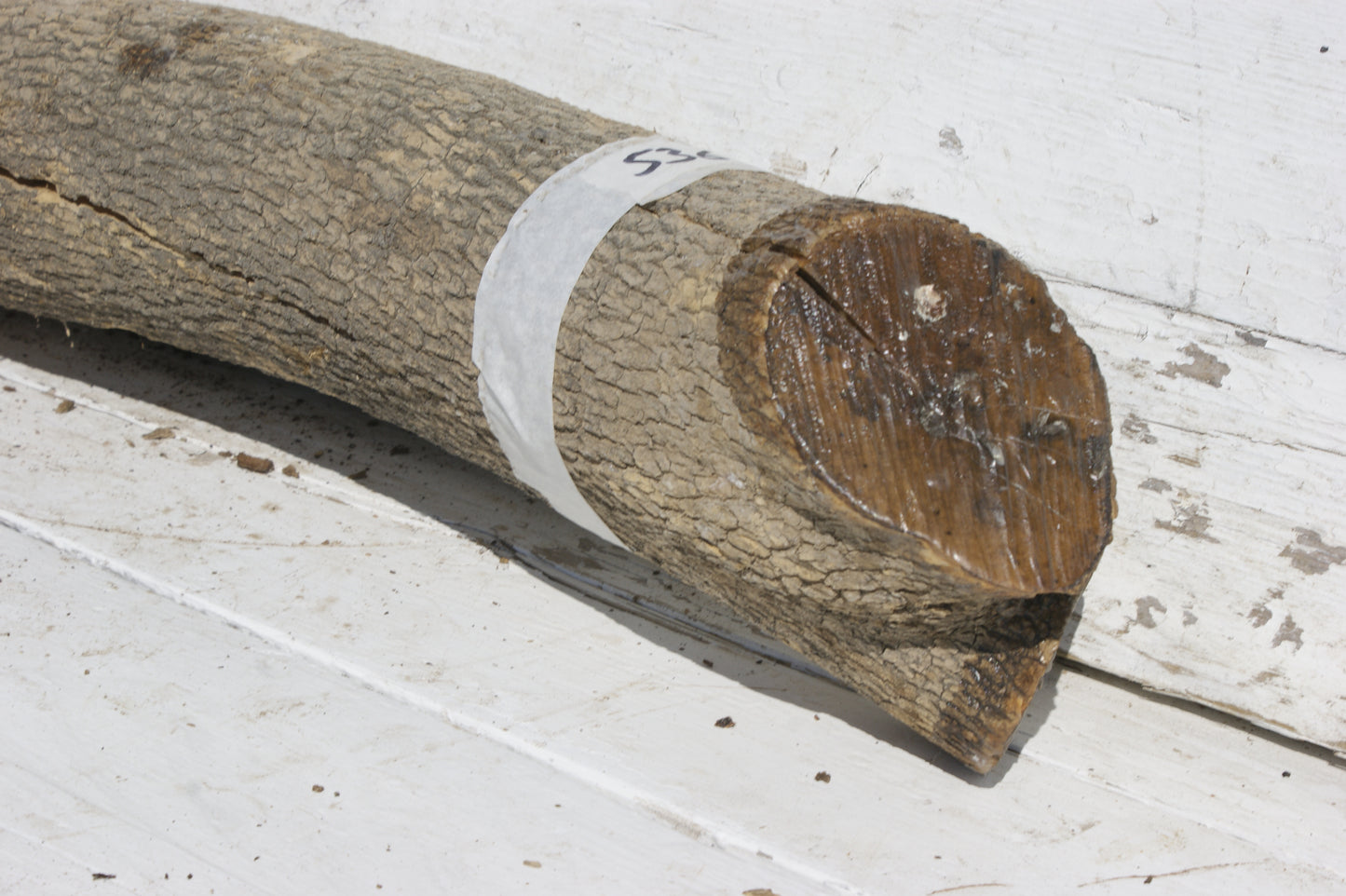 English box wood (536)