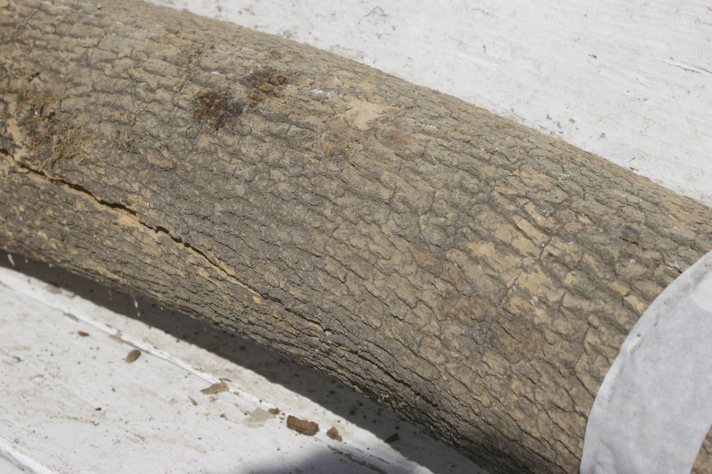 English box wood (536)
