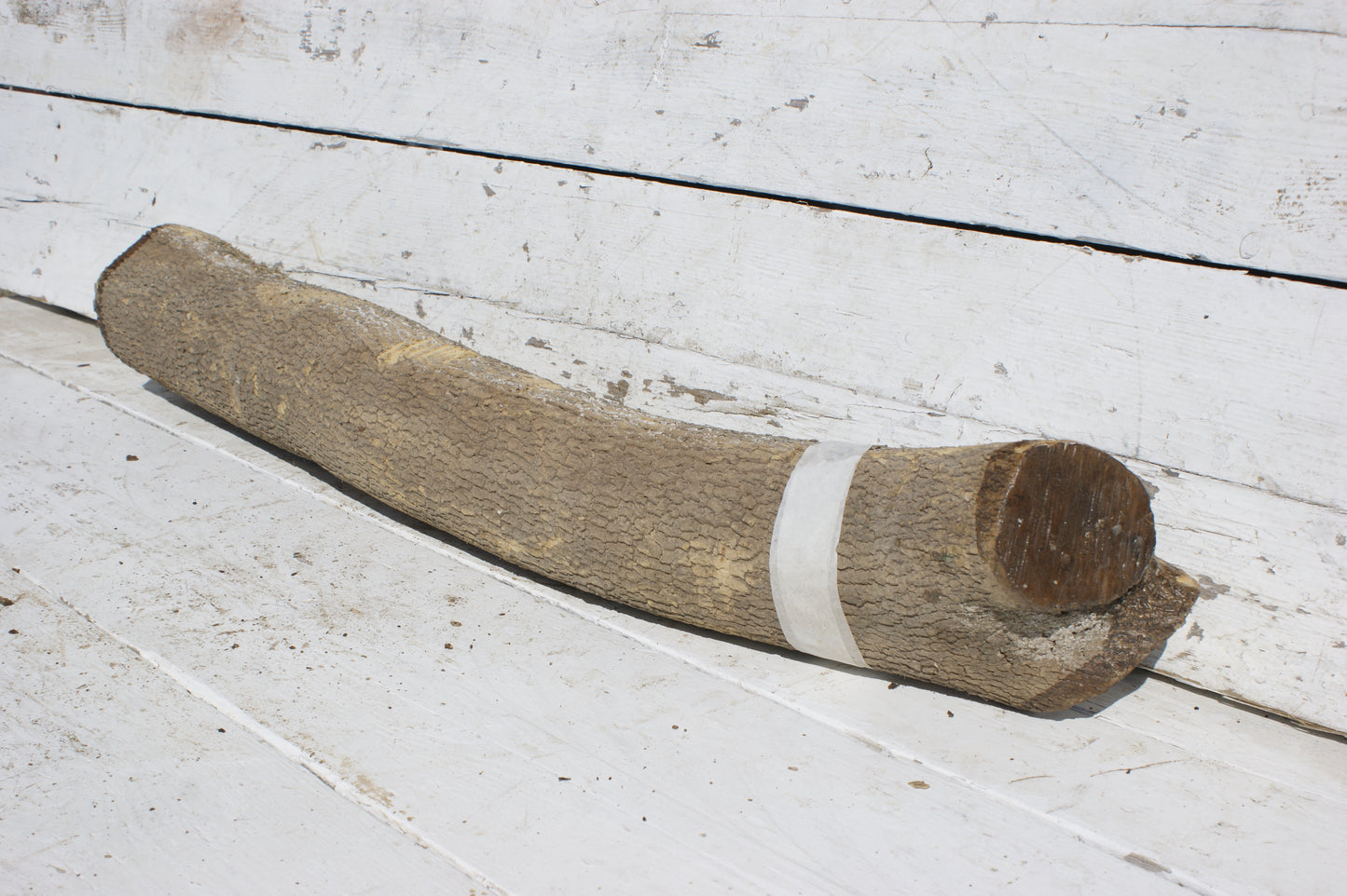English box wood (536)