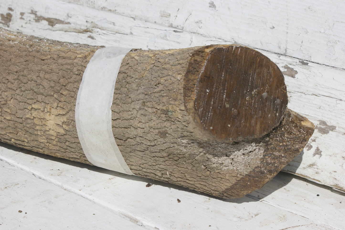 English box wood (536)