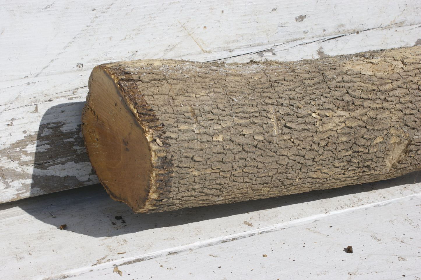 English box wood (536)