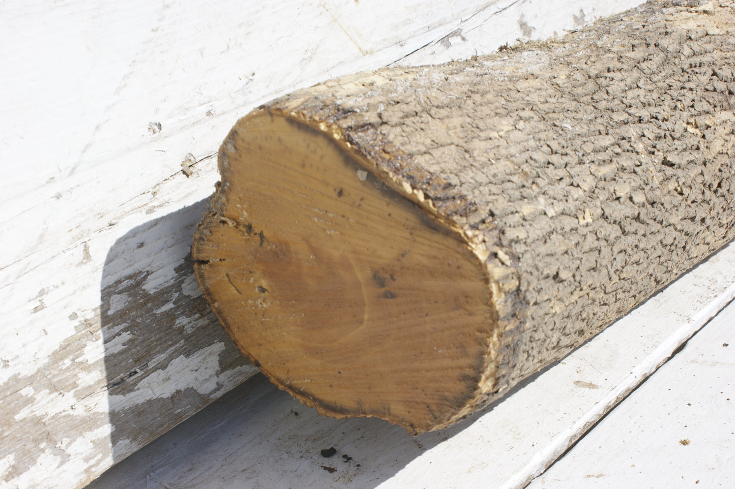 English box wood (536)