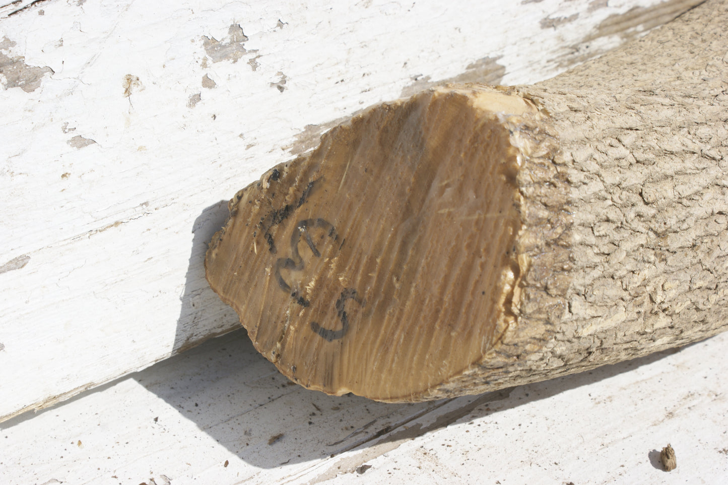 English box wood (537)