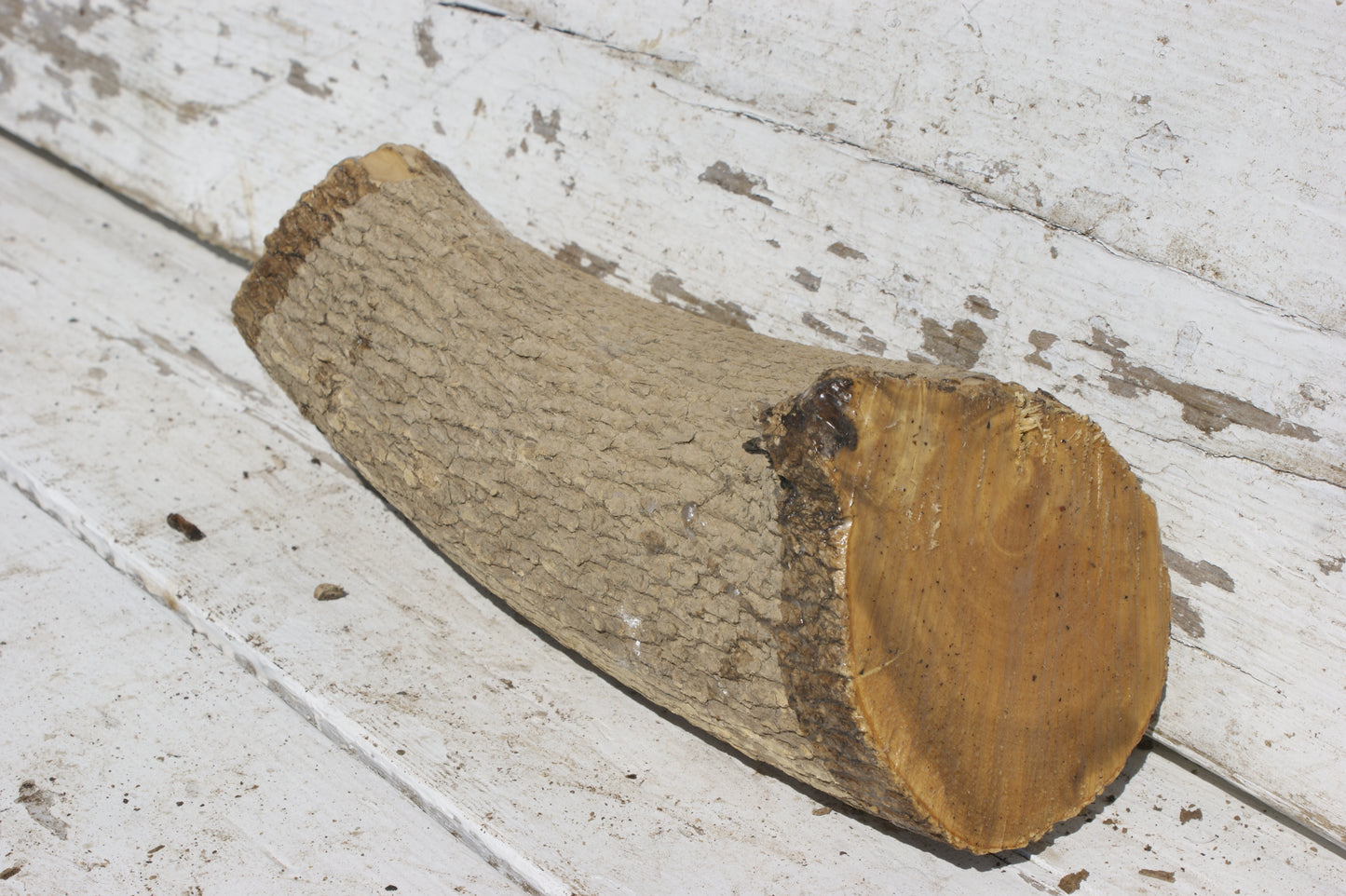 English box wood (537)