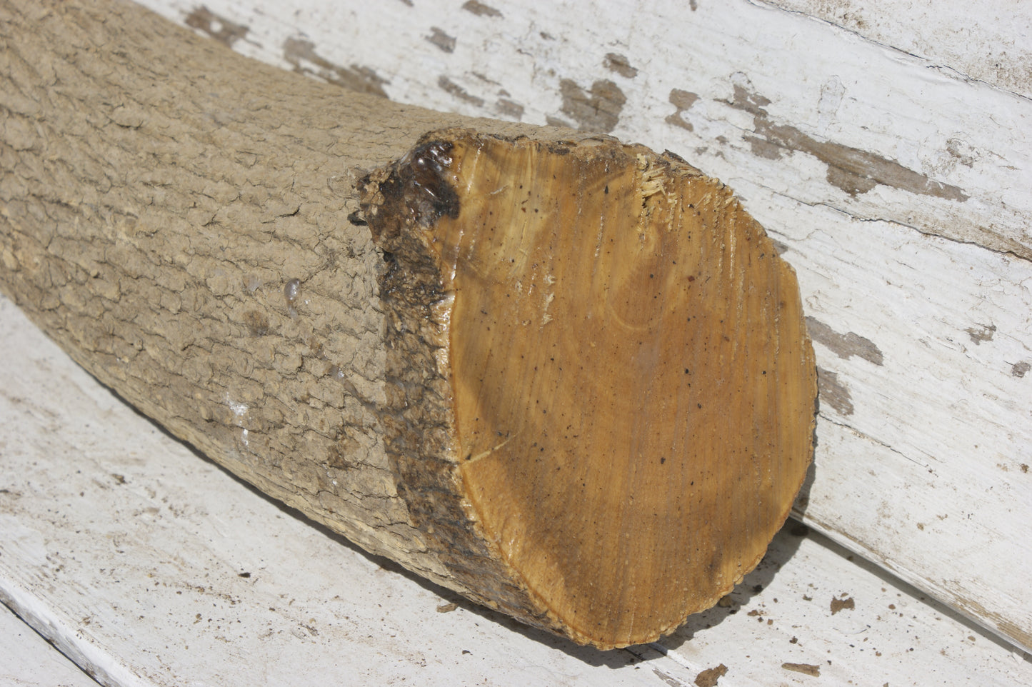 English box wood (537)