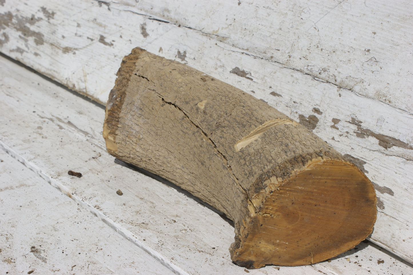 English box wood (537)