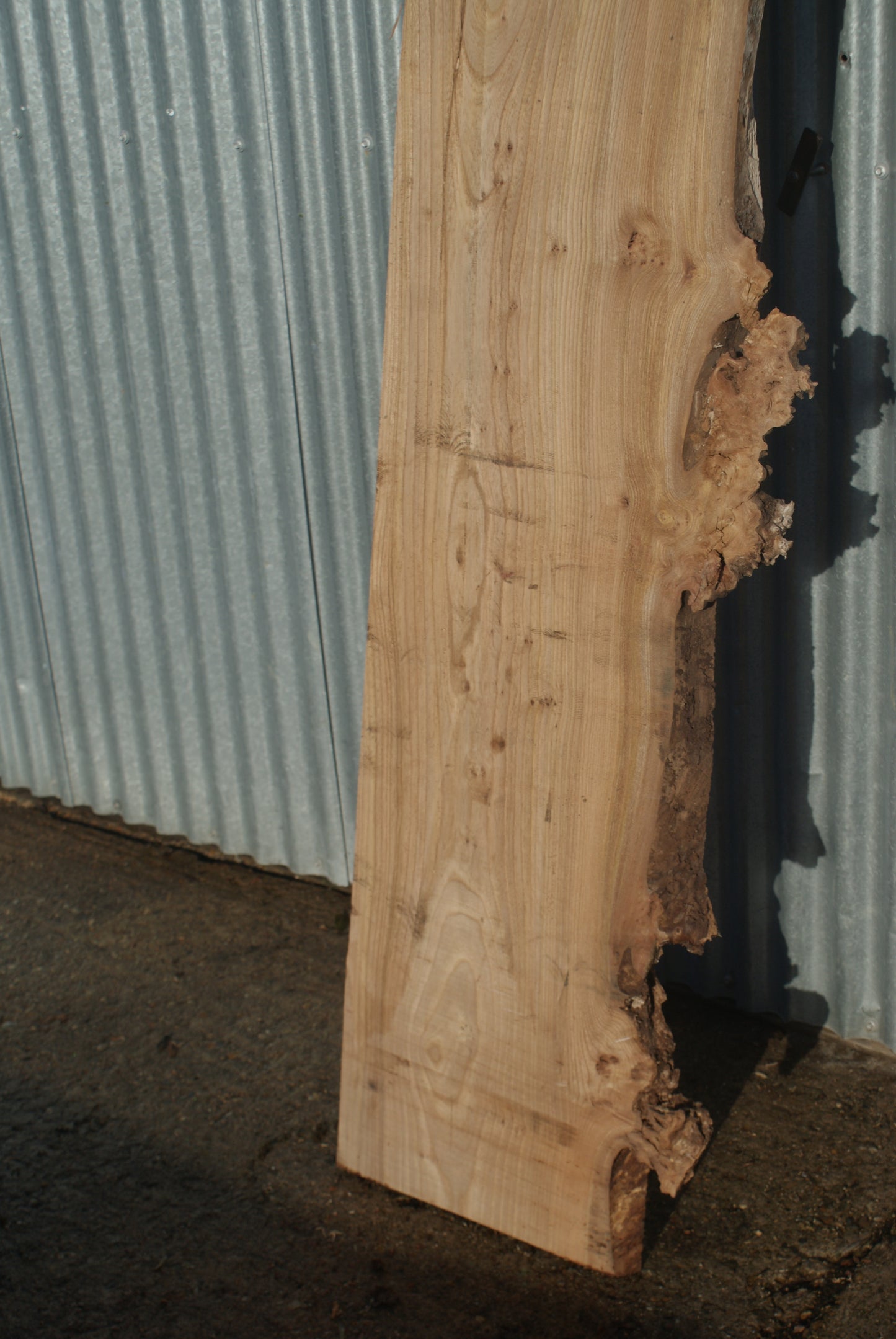 Large Elm Slab Kiln Dried 2780 L x 550 - 415 W x 38 D mm (270)