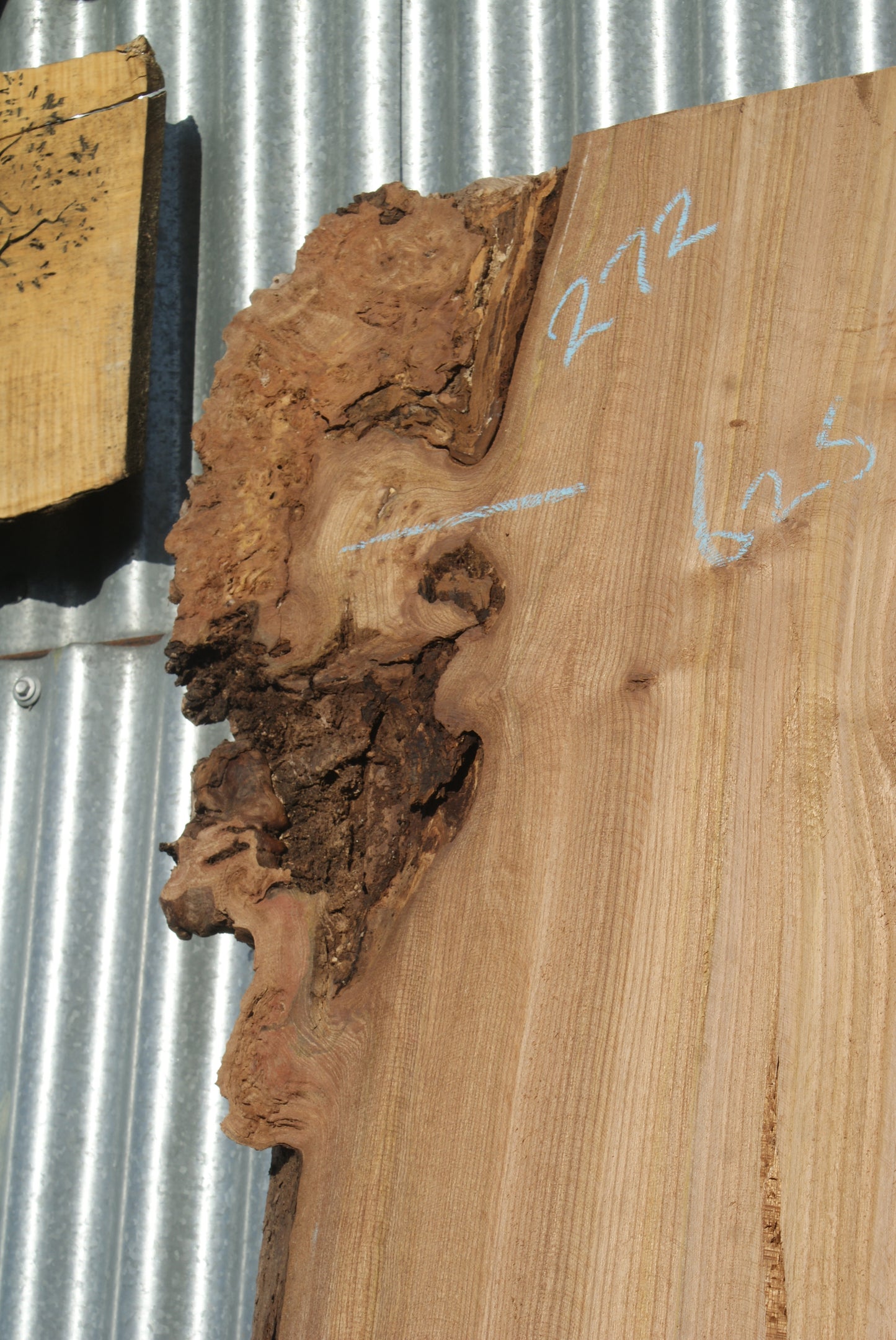 Large Elm Slab Kiln Dried 2575 L x 630 - 450 W x 40 D mm (272)