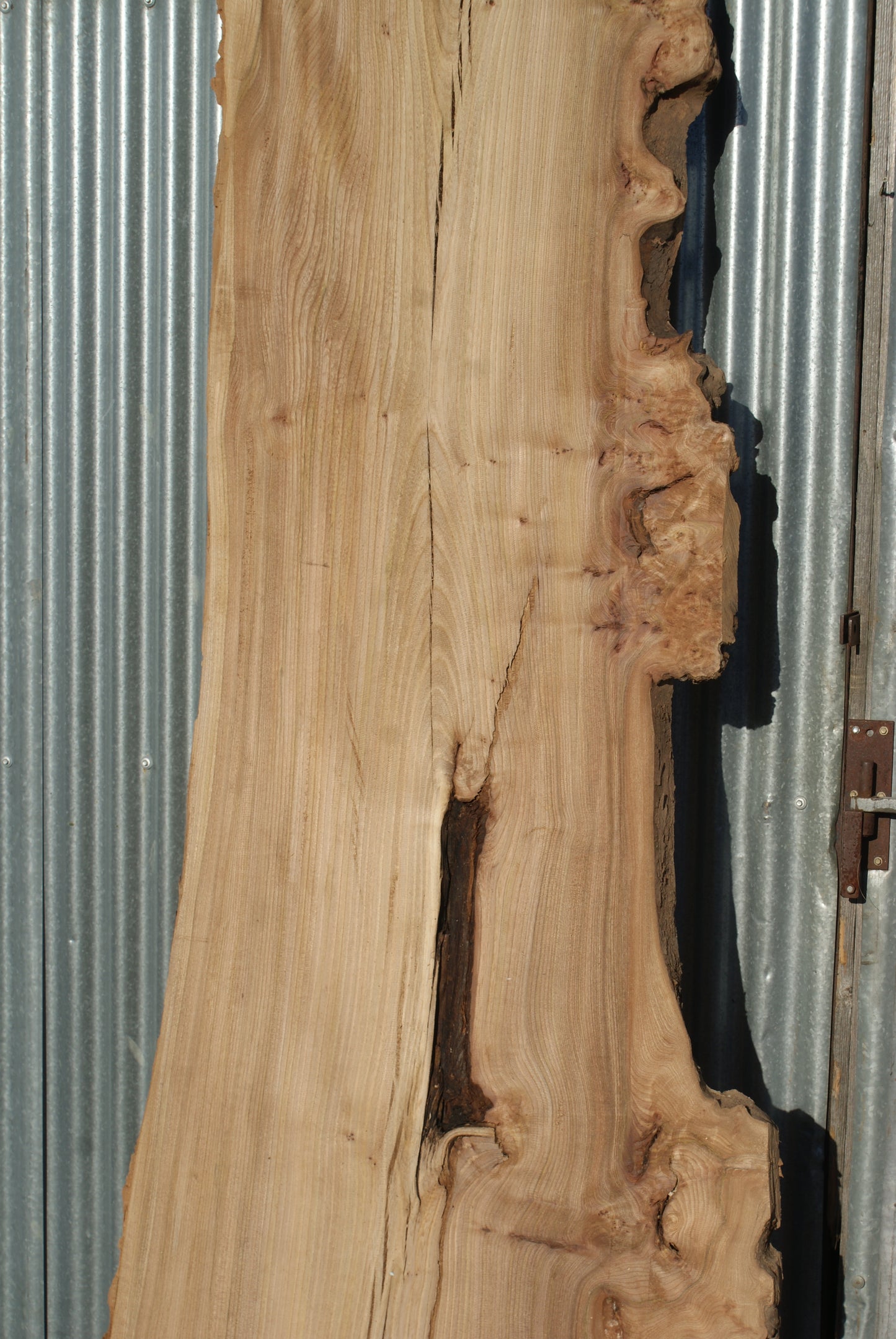 Large Elm Slab Kiln Dried 2755 L x 905 - 604 W x 40 D mm (274)