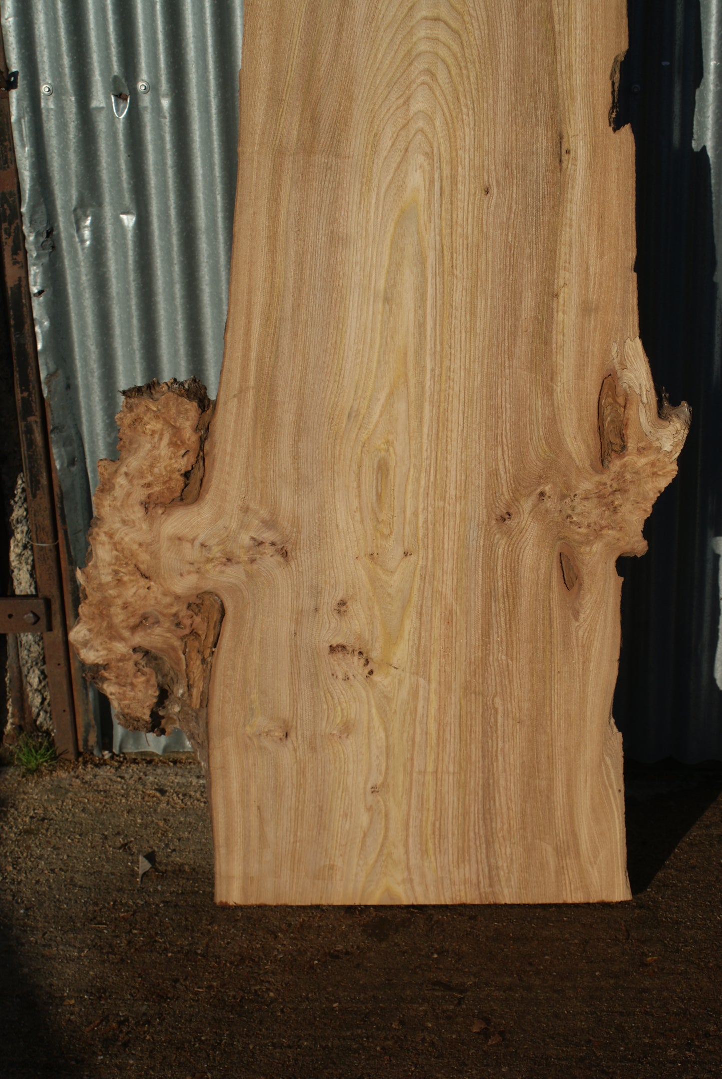 Large Elm Slab Kiln Dried 2630 L x 790 - 430 W x 45 D mm (280)