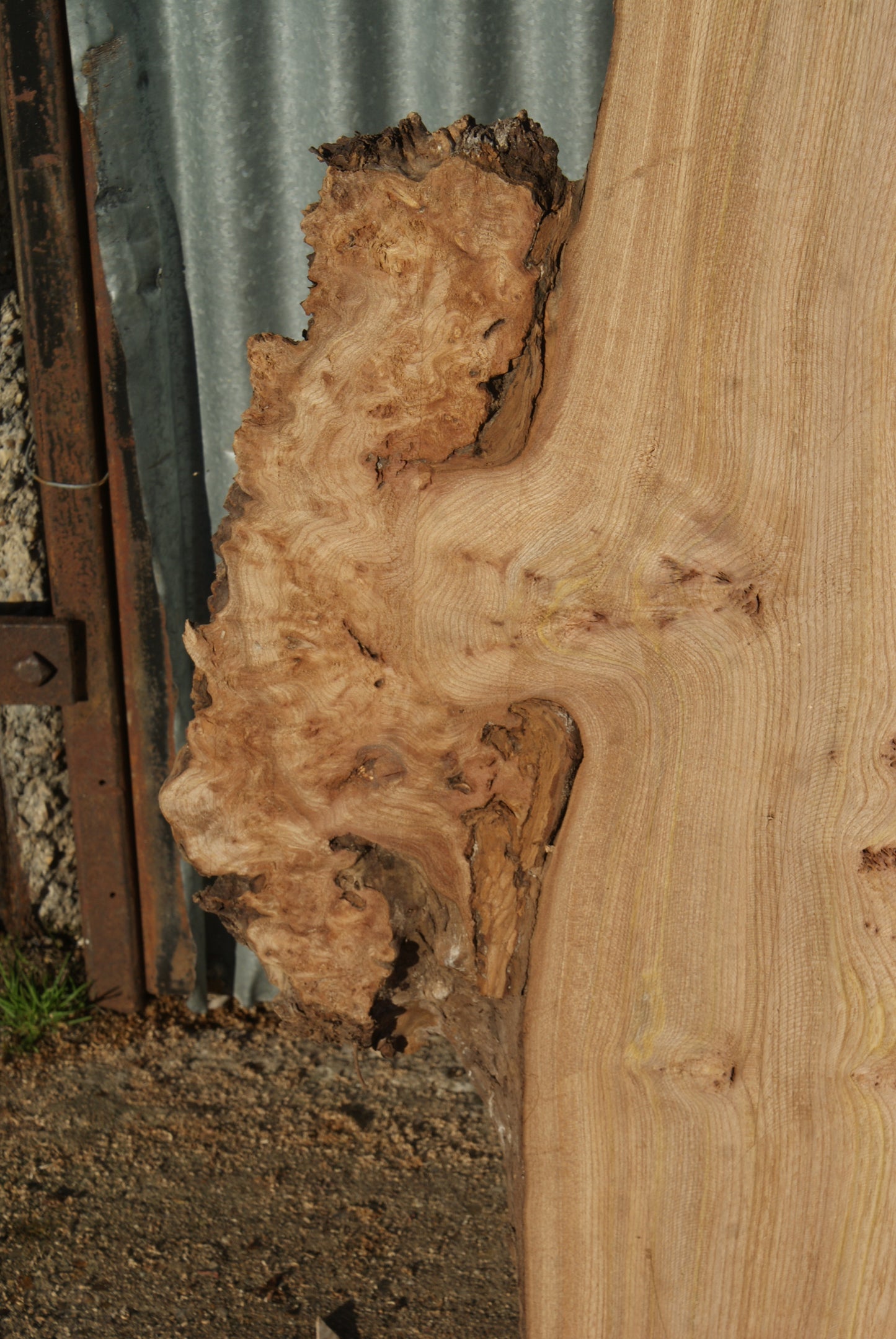 Large Elm Slab Kiln Dried 2630 L x 790 - 430 W x 45 D mm (280)