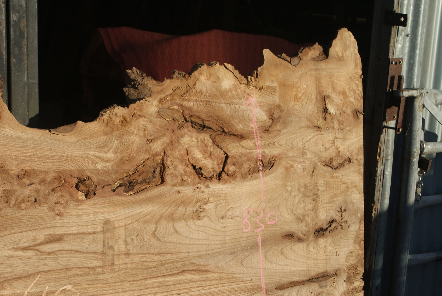 Burr Elm Slab, Kiln Dried 1600 L x 1000 - 545 W x 38 D mm (291)
