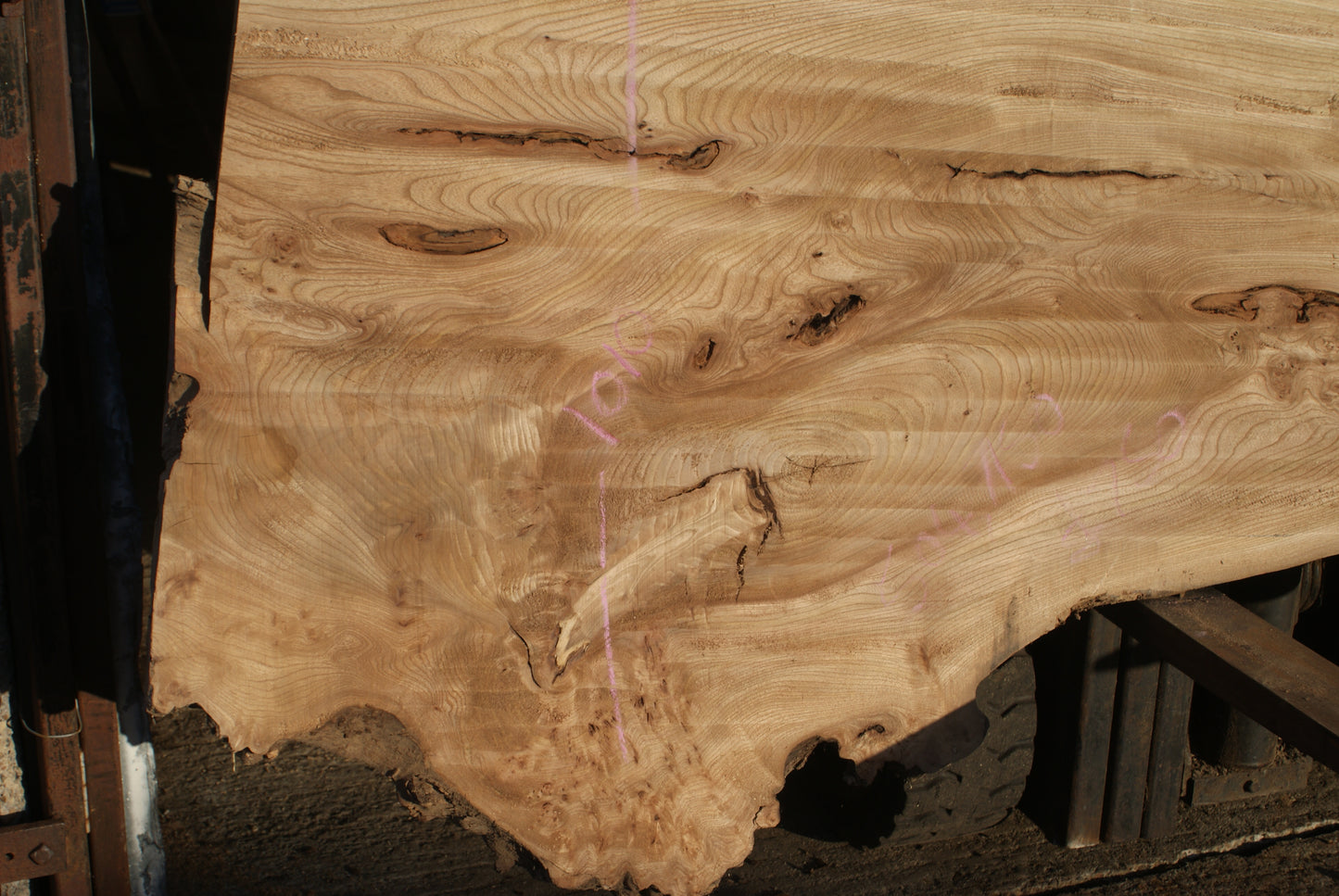 Burr Elm Slab, Kiln Dried 1600 L x 1000 - 545 W x 38 D mm (291)