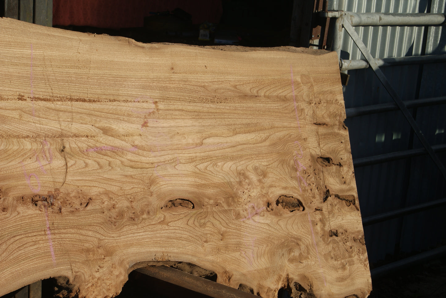Burr Elm Slab, Kiln Dried 1600 L x 1000 - 545 W x 38 D mm (291)