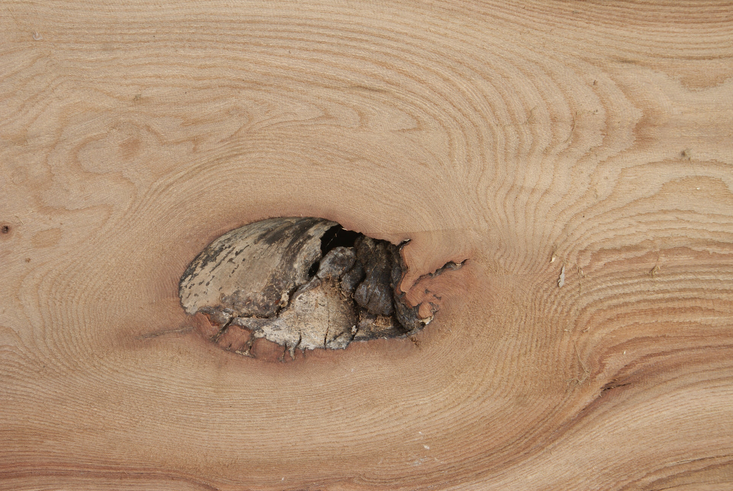 Elm Slab, Kiln Dried 2550 L x 560- 368 W x 47D mm (294)