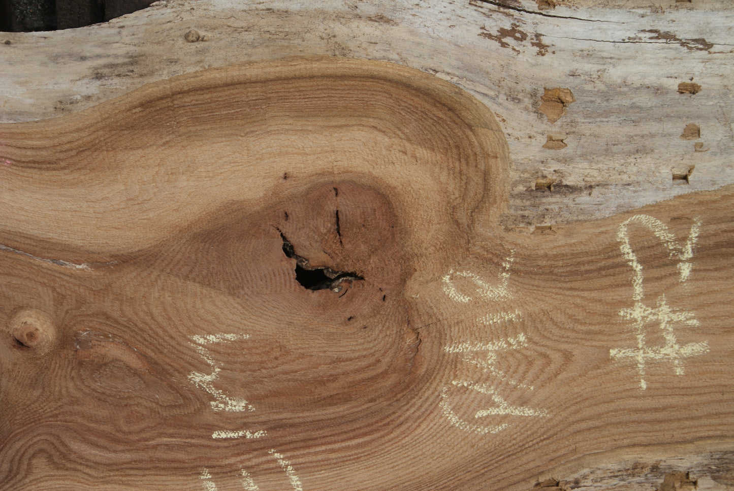 Elm Slab, Kiln Dried 2550 L x 560- 368 W x 47D mm (294)