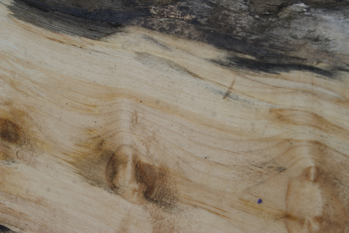 Sycamore 500 L x 290 - 265 W x 43 D (mm) (440)