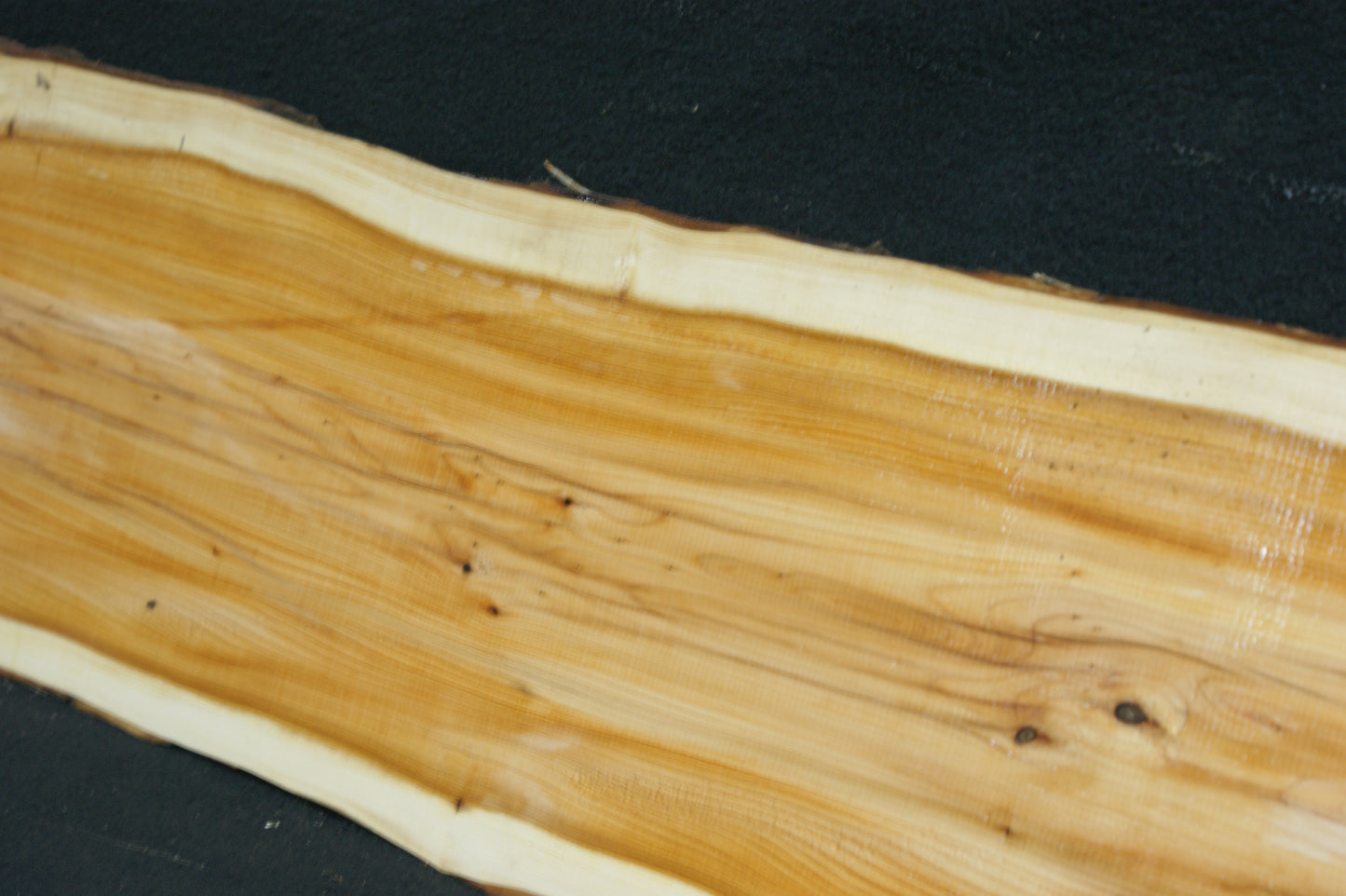 English Yew Shelf. (597)
