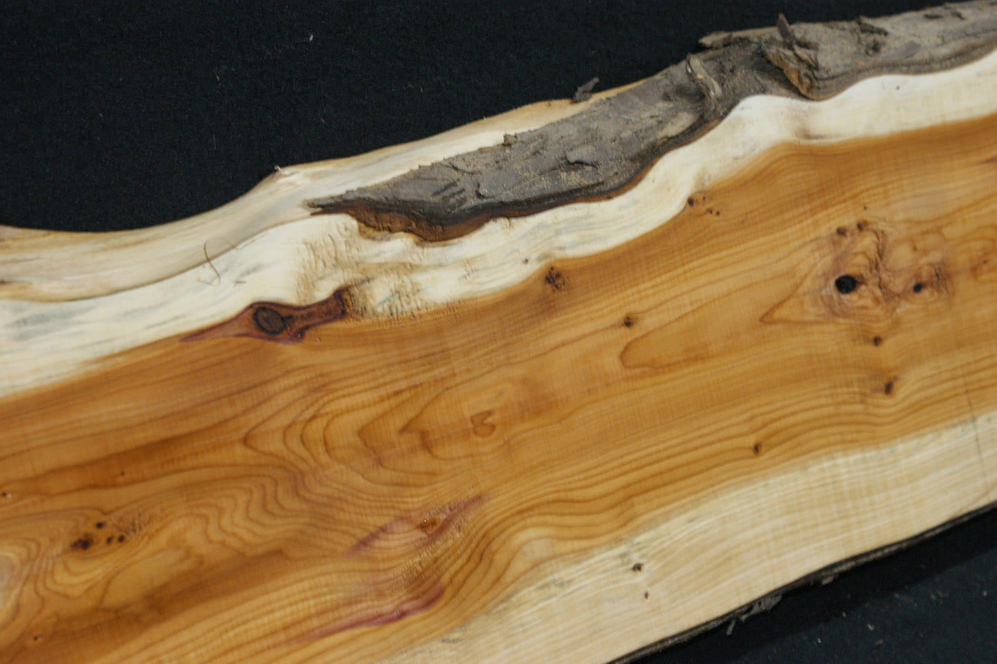 English Yew Shelf. (599)