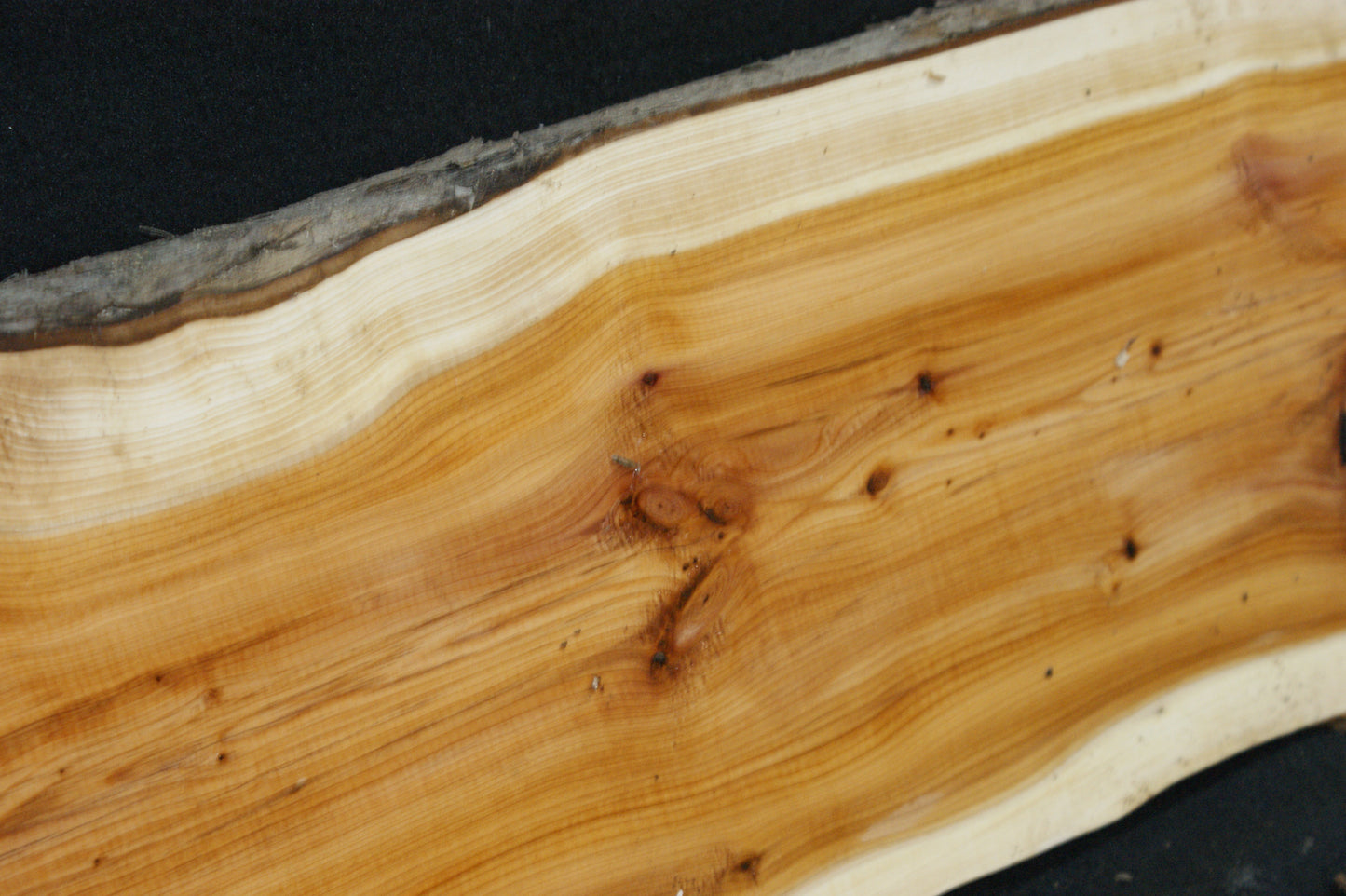 English Yew Shelf. (599)