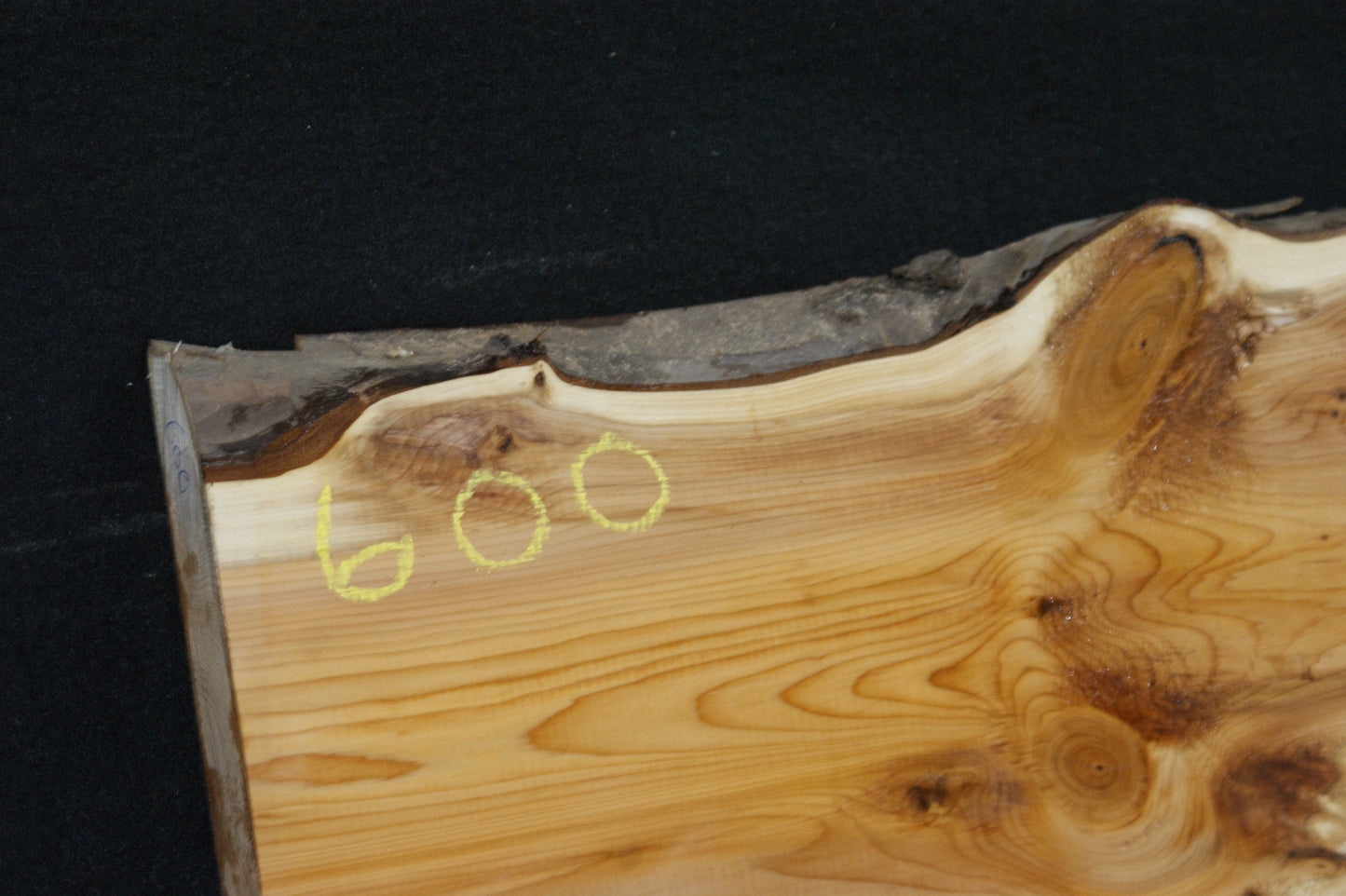 English Yew Shelf. (600)