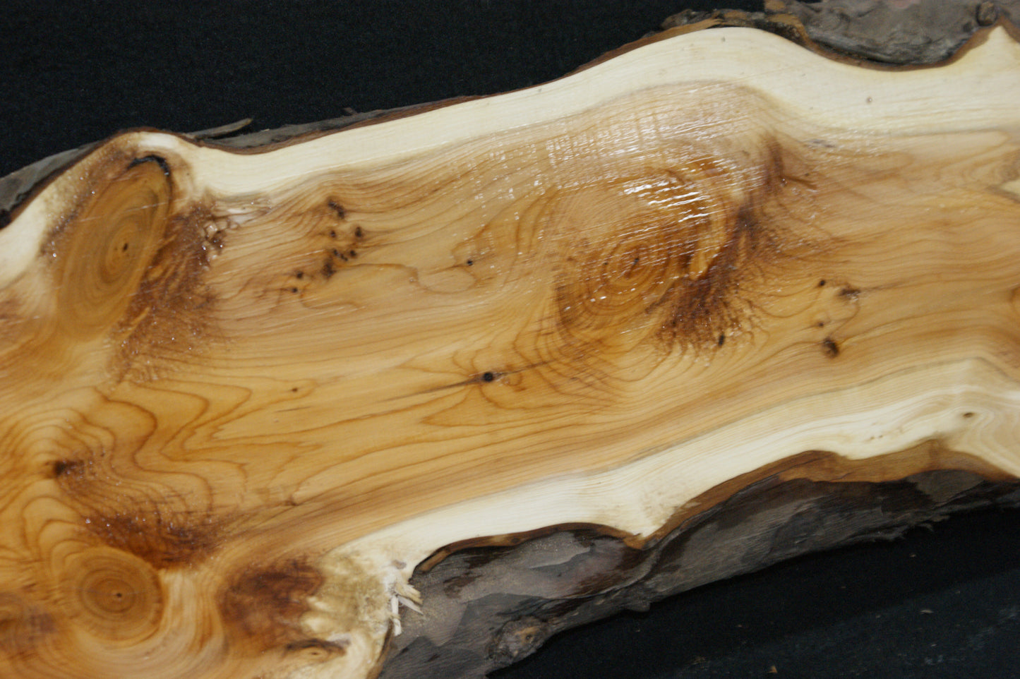 English Yew Shelf. (600)
