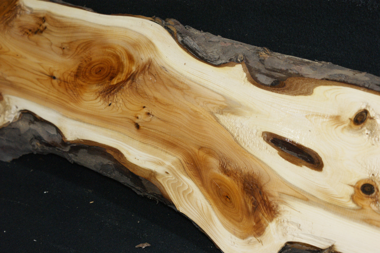 English Yew Shelf. (600)