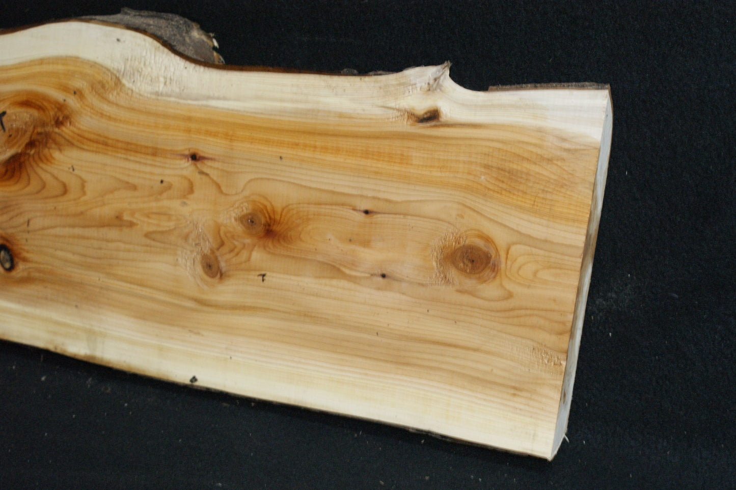 English Yew Shelf. (600)