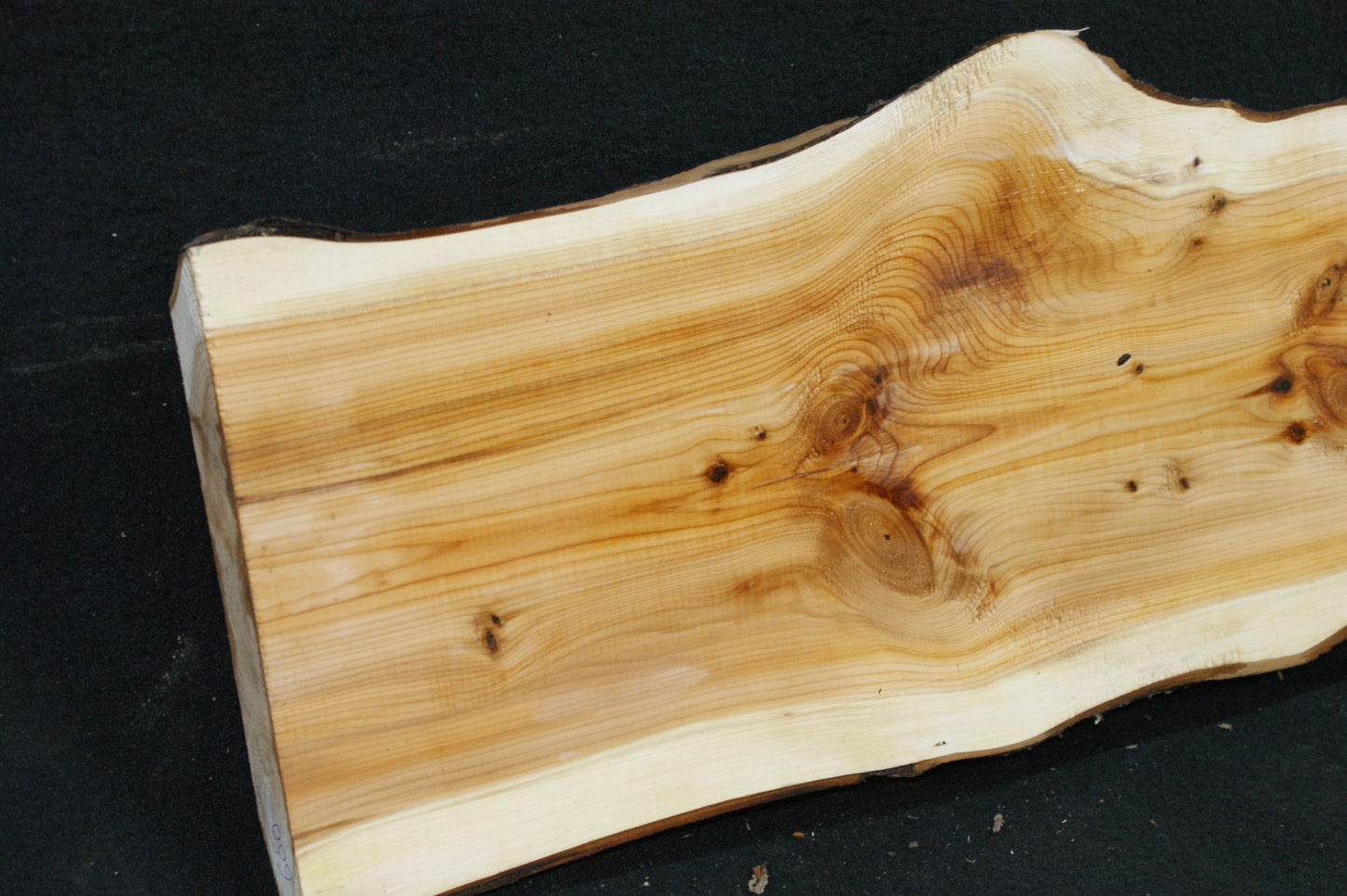 English Yew Shelf. (600)