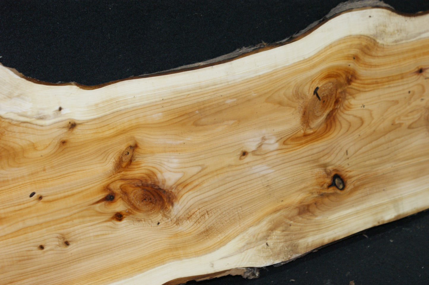 English Yew Shelf. (600)