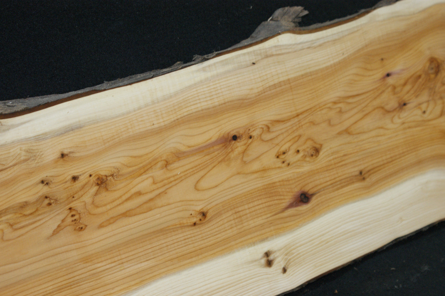 English Yew Shelf. (601)