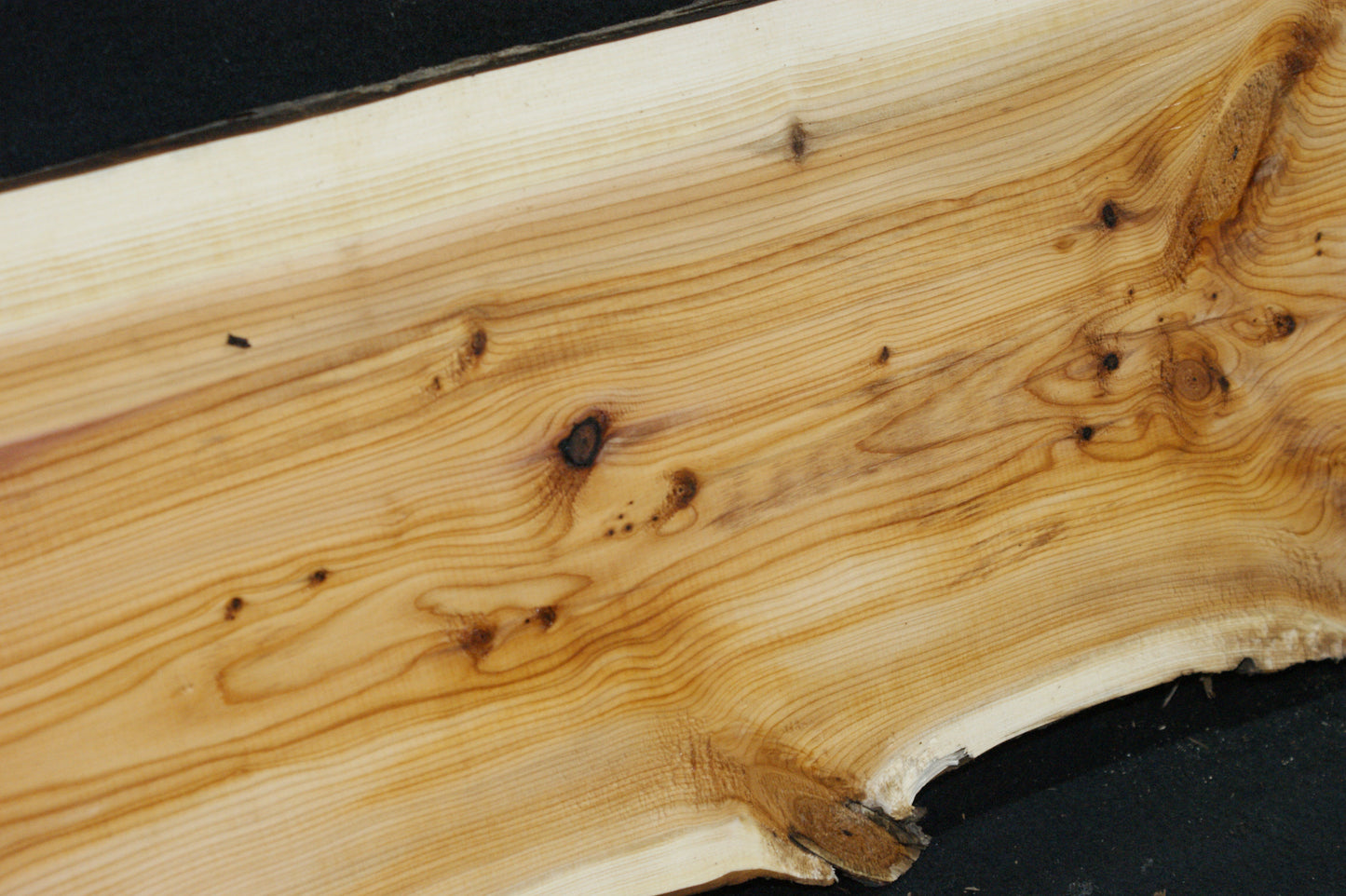 English Yew Shelf. (601)