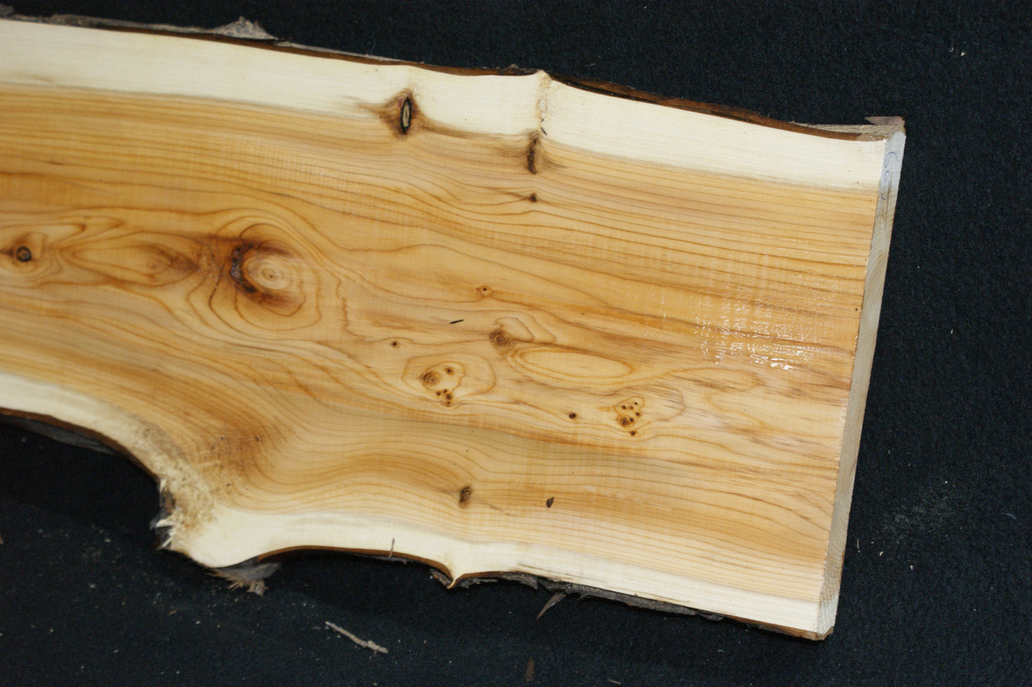 English Yew Shelf. (602)