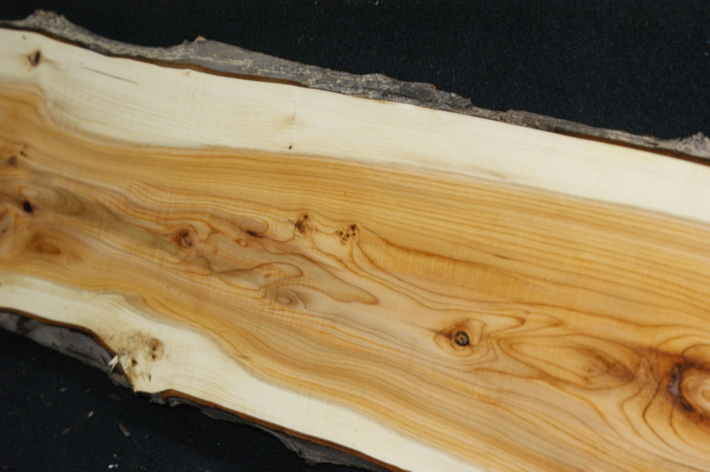 English Yew Shelf. (602)