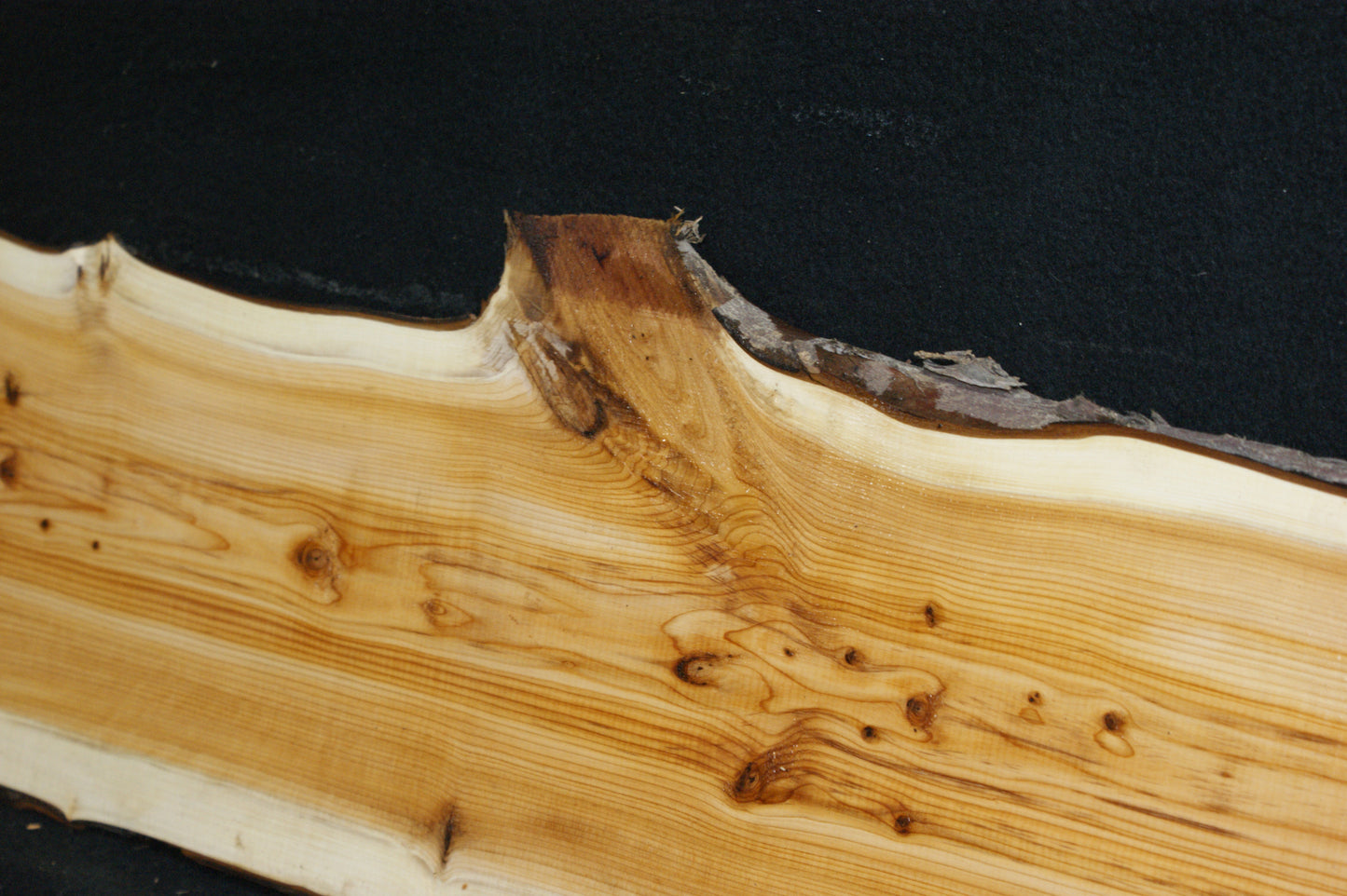English Yew Shelf. (602)