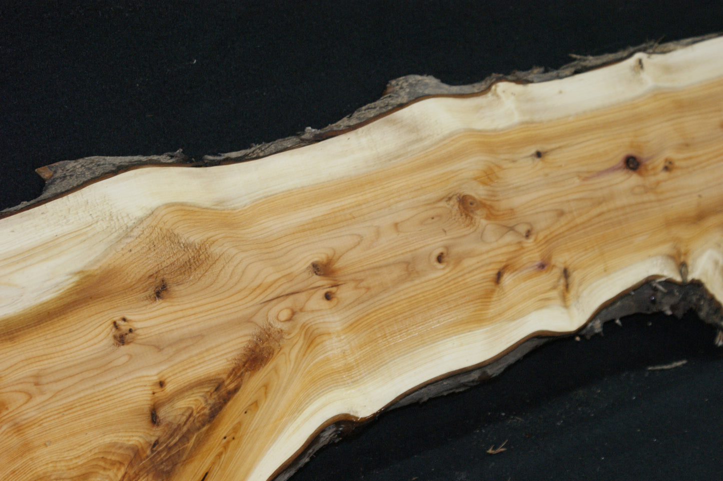 English Yew Shelf. (603)