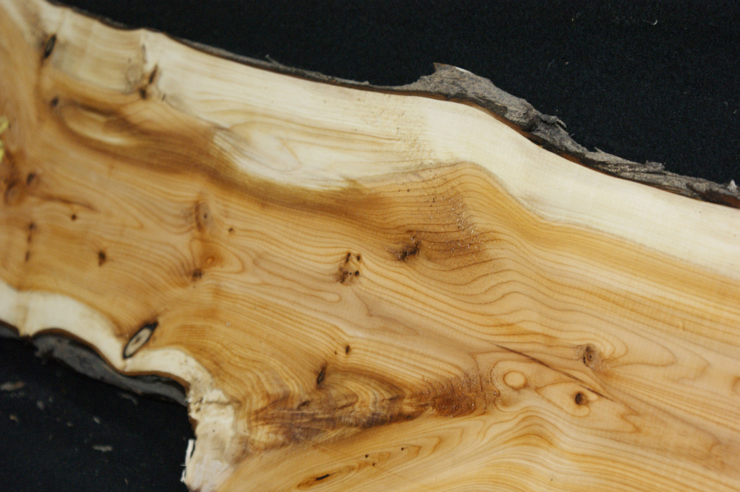 English Yew Shelf. (603)