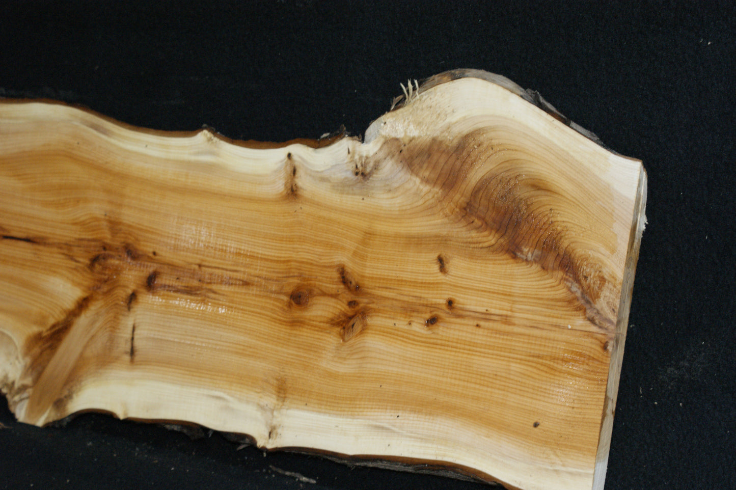English Yew Shelf. (603)