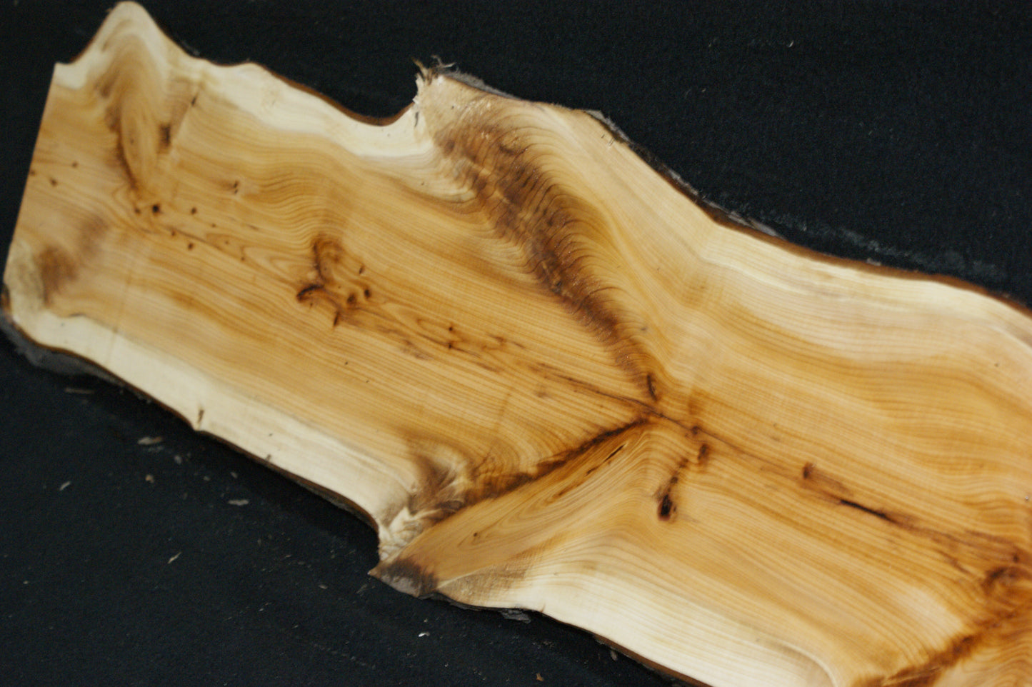English Yew Shelf. (603)