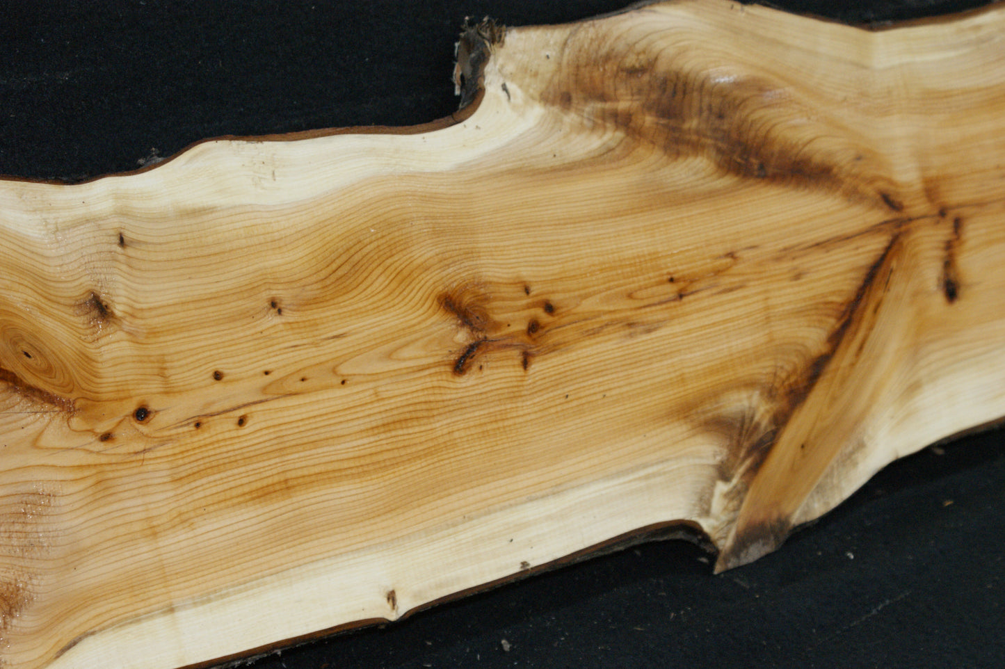 English Yew Shelf. (603)
