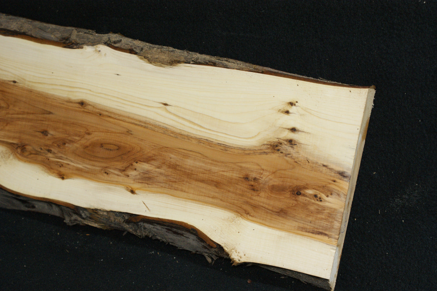 English Yew Shelf. (605)